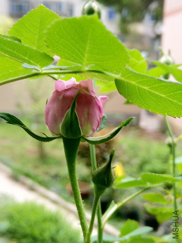 IMG_20180404_173413.jpg