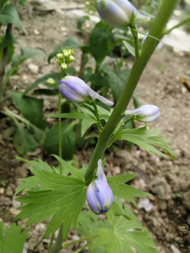 IMG_20180405_144609.jpg