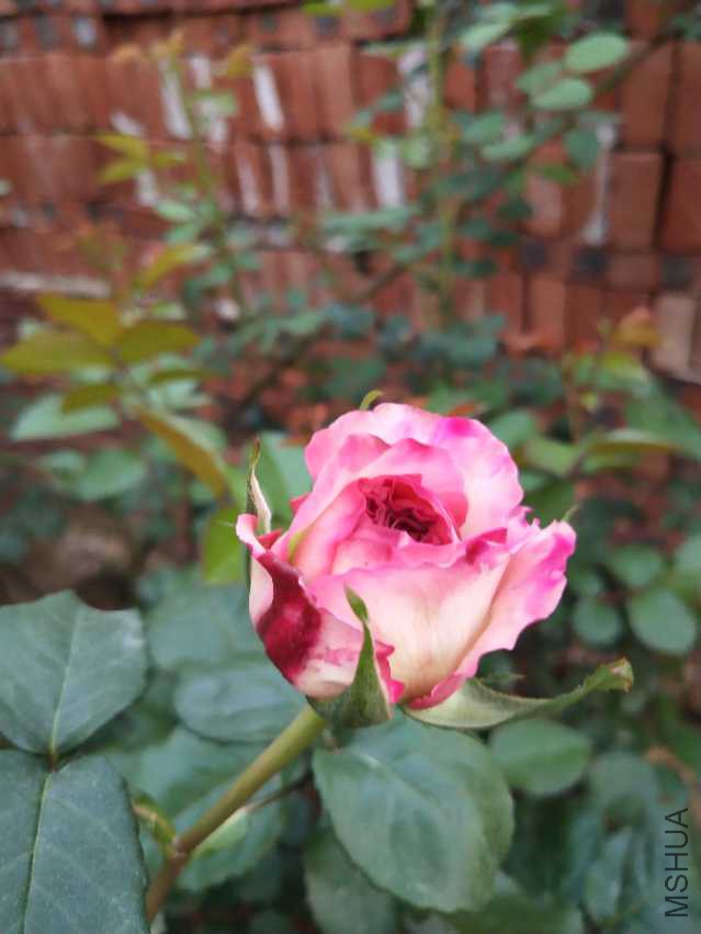 IMG_20180404_181221.jpg