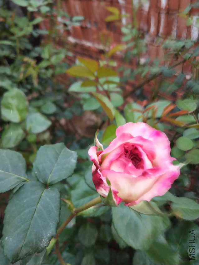 IMG_20180404_181218.jpg