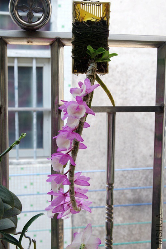 IMGP0504.jpg