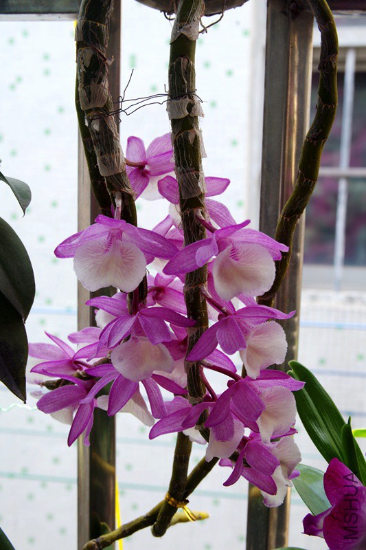 IMGP0505.jpg