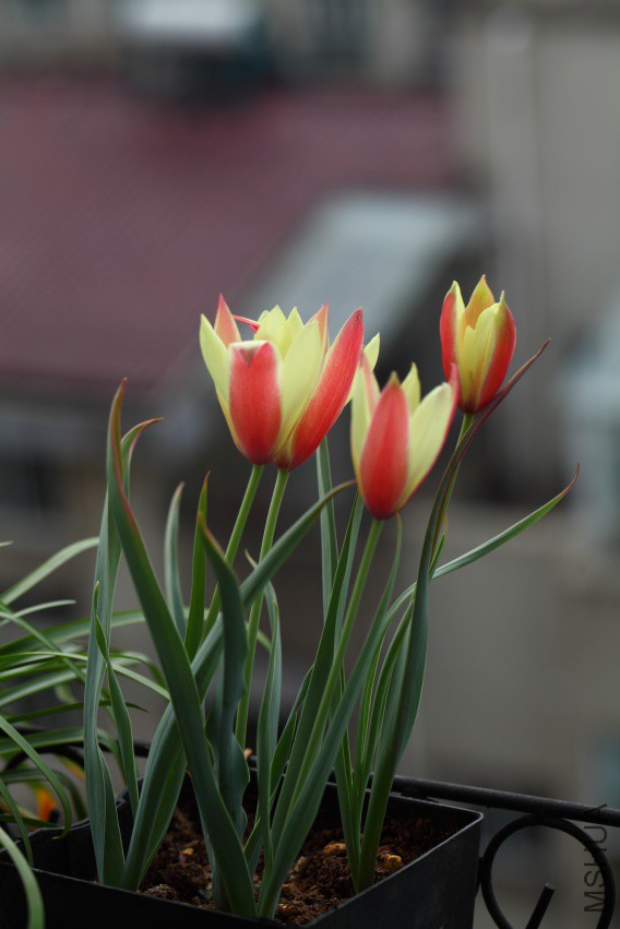 IMG_7554.JPG