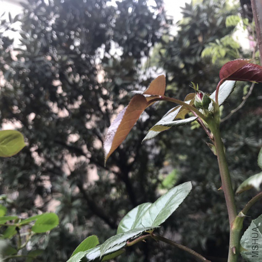 ΢��ͼƬ_201804052150447.jpg