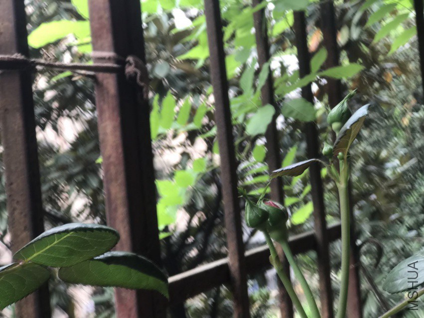 ΢��ͼƬ_20180405215044.jpg