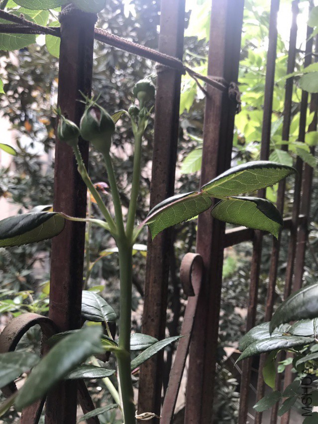 ΢��ͼƬ_201804052150441.jpg