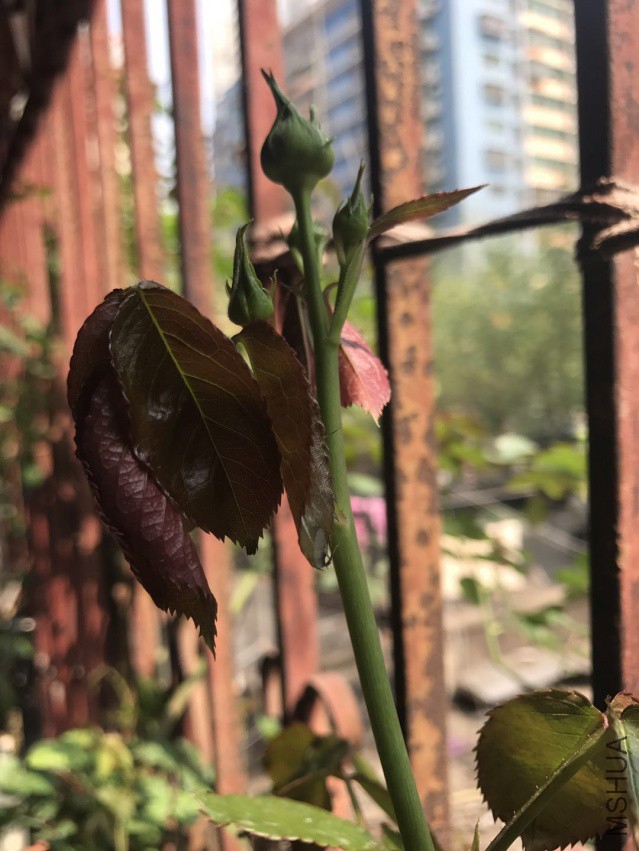 ΢��ͼƬ_201804052150442.jpg