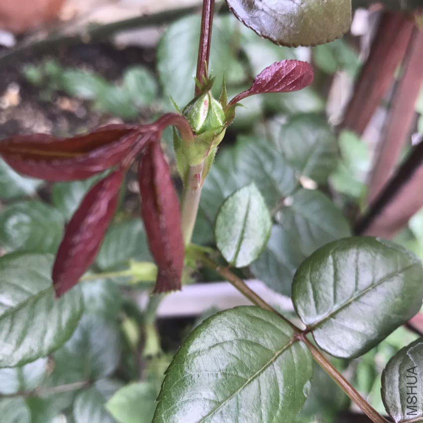΢��ͼƬ_201804052150445.jpg