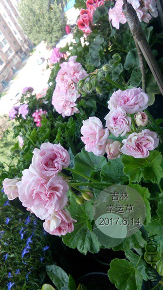 IMG_20170614_100825.JPG