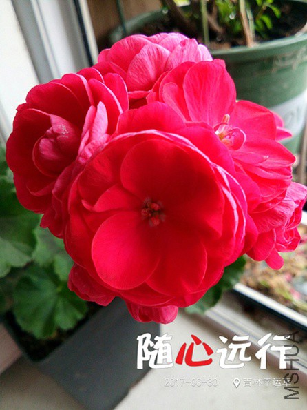 IMG_20170630_073236.jpg