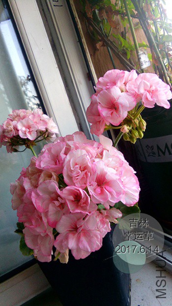 IMG_20170614_102230.JPG