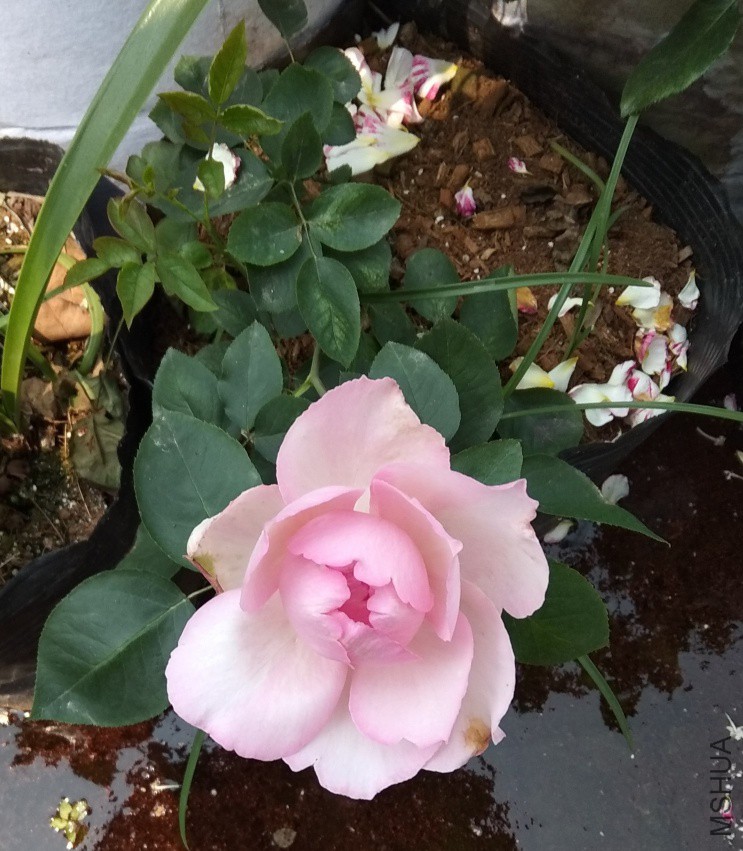 088_����.jpg