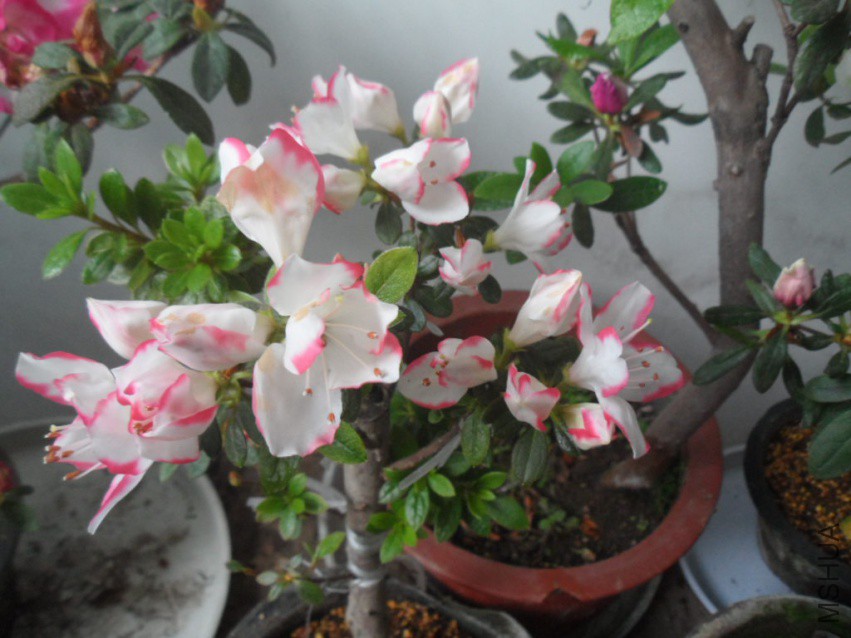 SAM_5939�촽�ٺ�.JPG