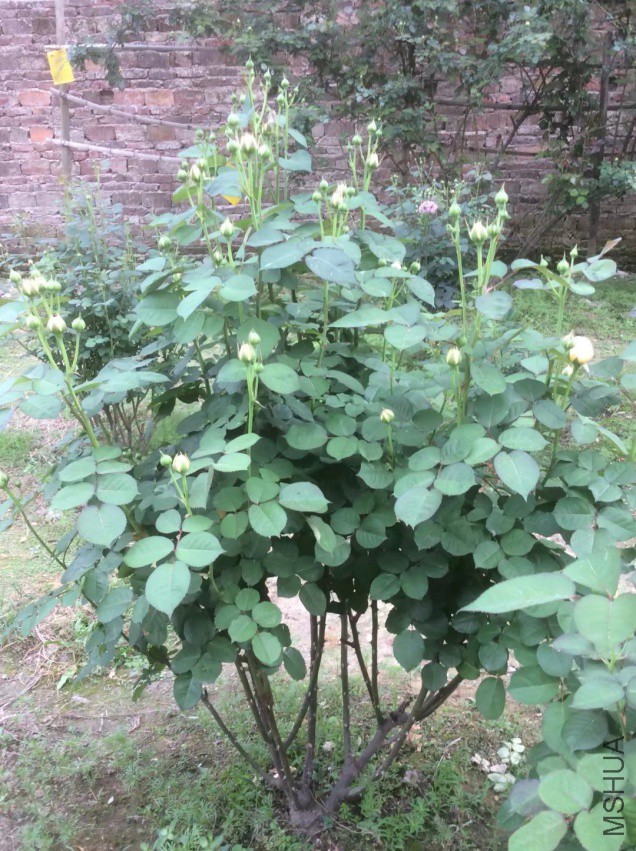 ����110���һ���