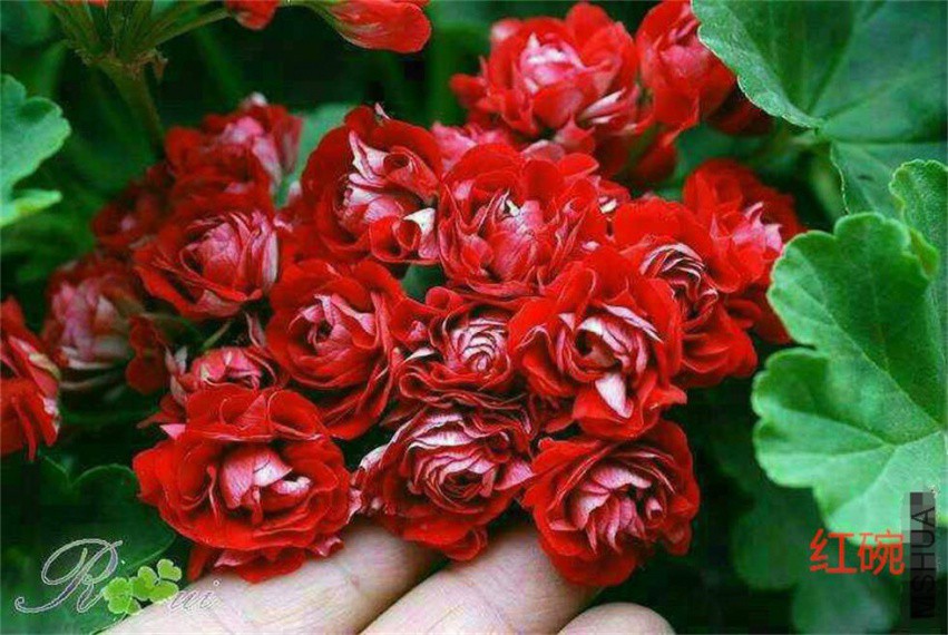 100416mvejo7dztaaj7ljk_��ͼ��.jpg