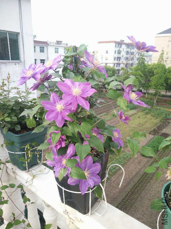 IMG20180407063328.jpg