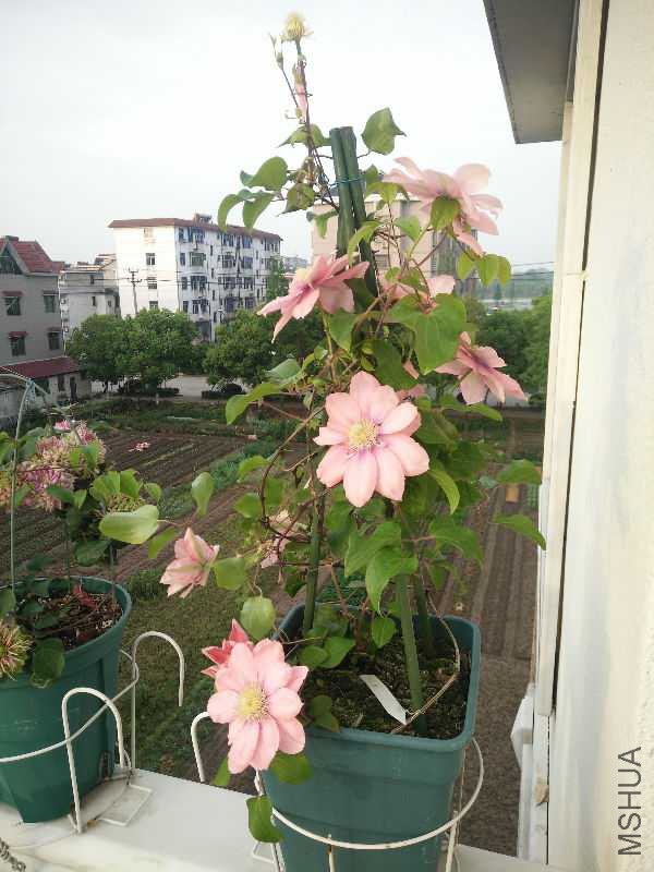IMG20180407063310.jpg