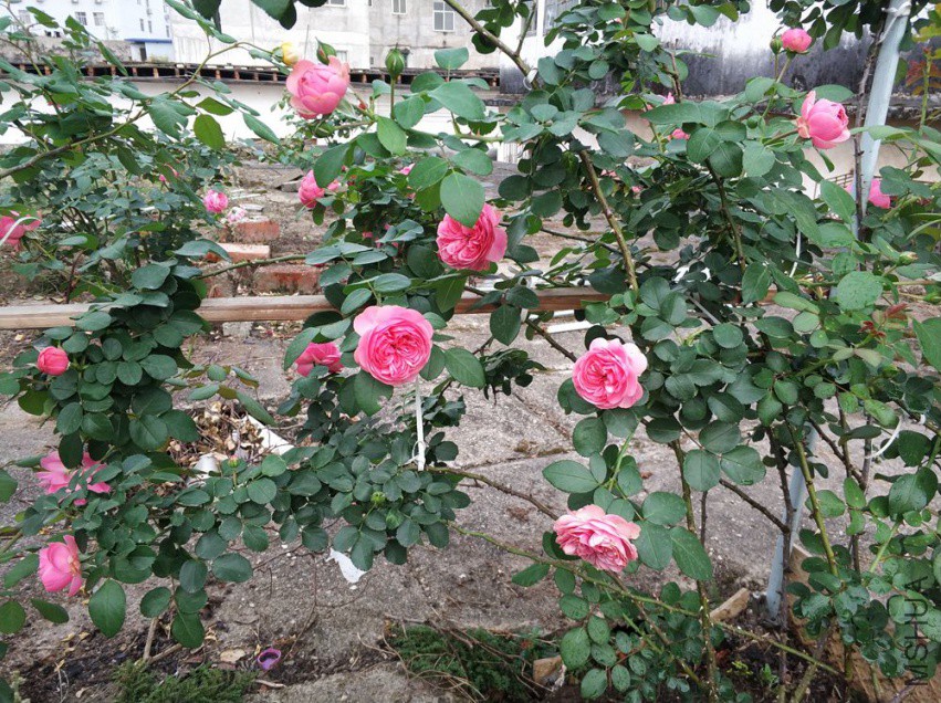 IMG_20180407_180109_1.jpg