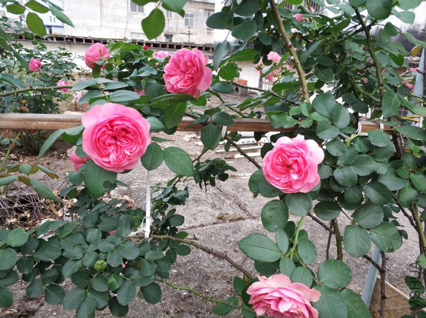 IMG_20180407_180116_1.jpg