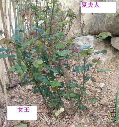 QQ��ͼ20180408125522 queen.jpg