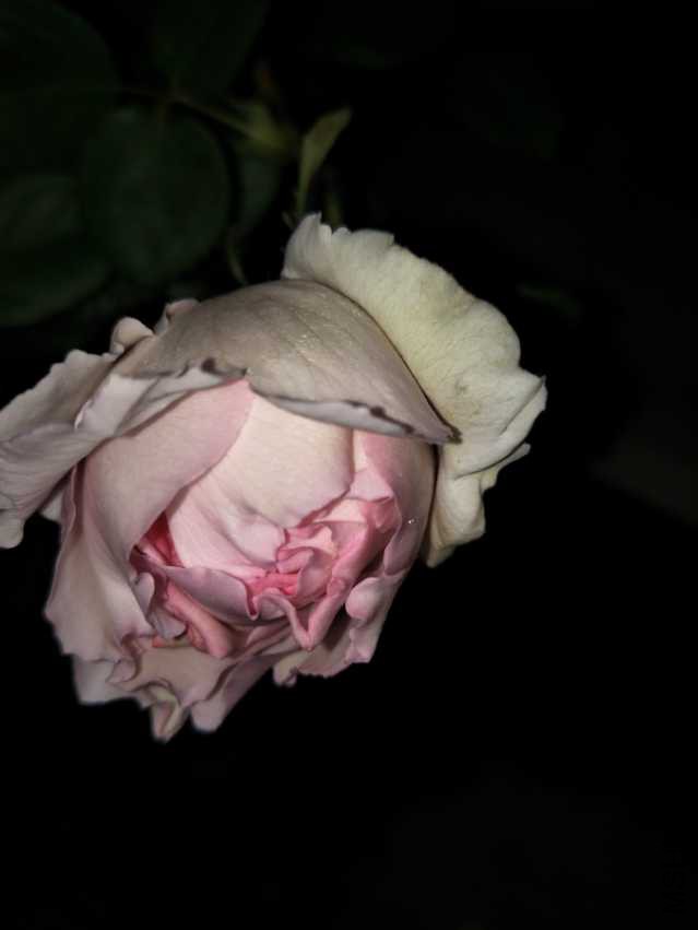 IMG20180408200116.jpg