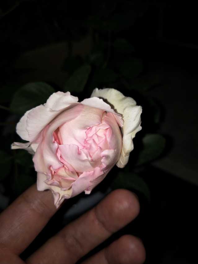 IMG20180408200123.jpg