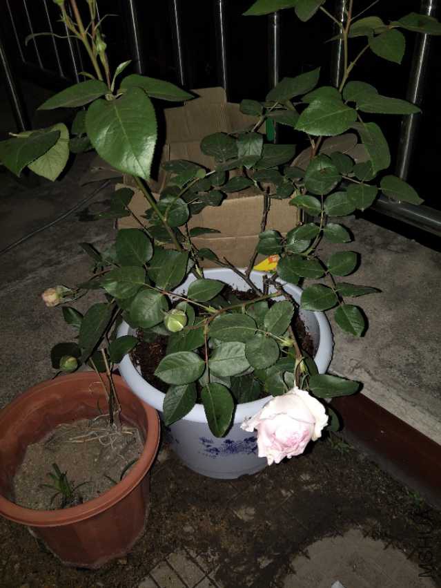 IMG20180408200132.jpg