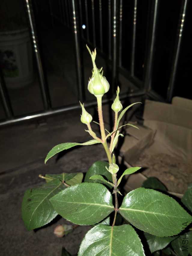 IMG20180408200315.jpg