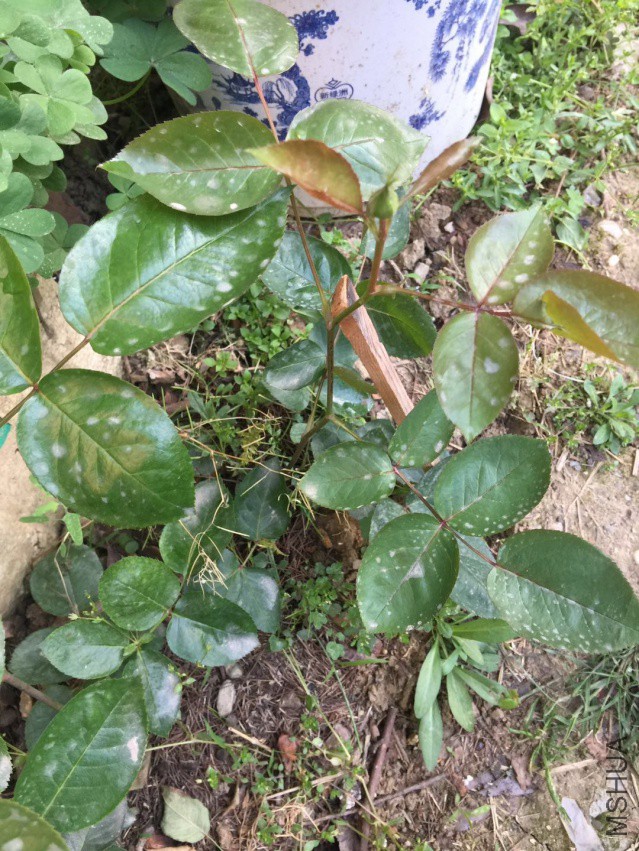 ΢��ͼƬ_20180409091243.jpg