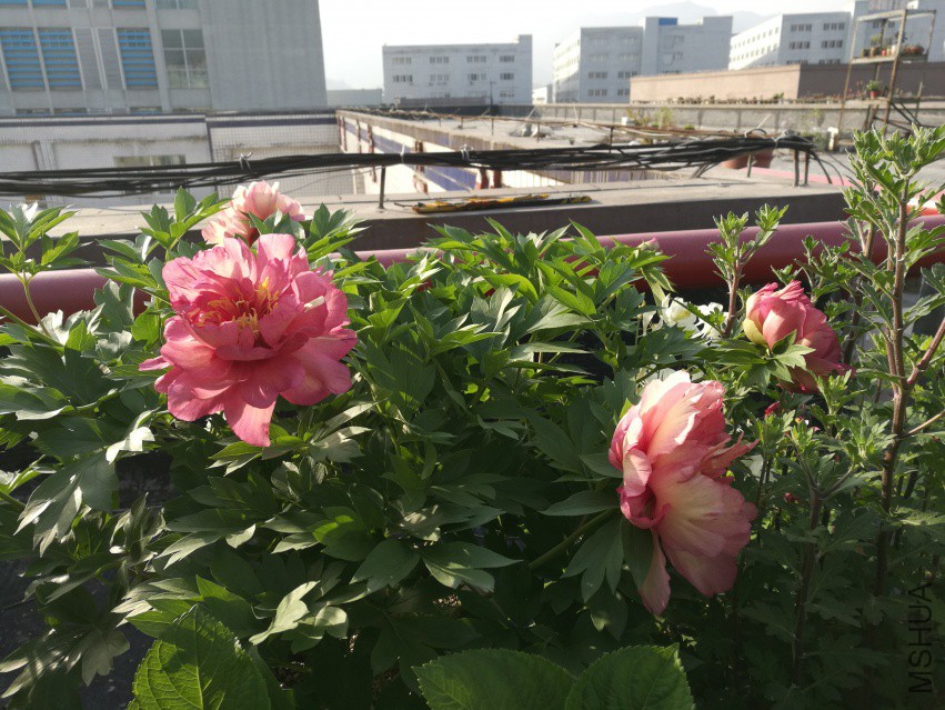 QQͼƬ20180409132839.jpg