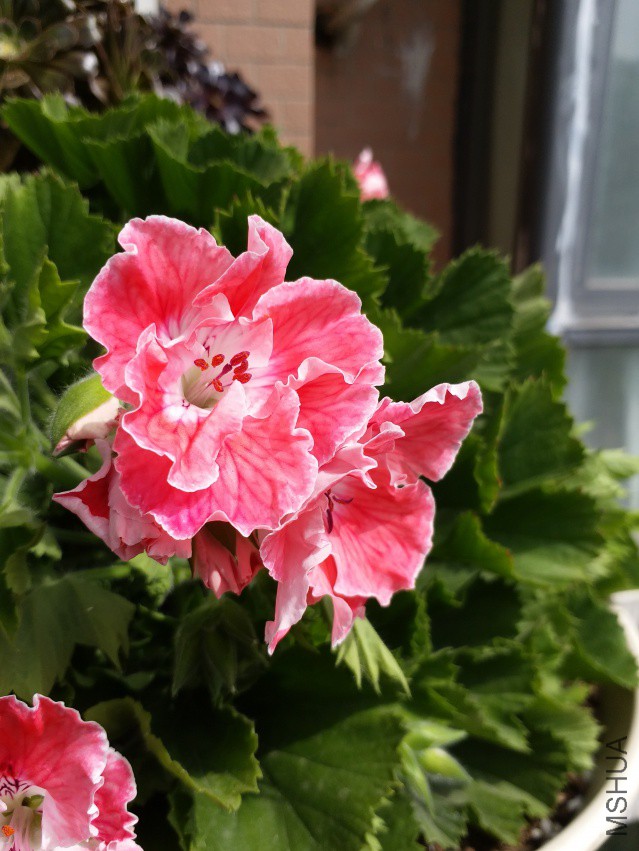 20180406_101911.jpg