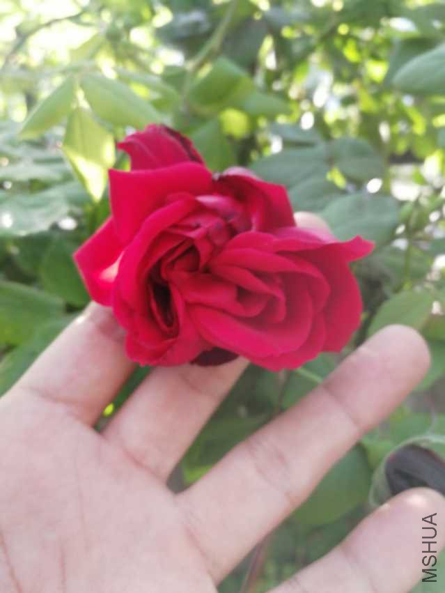 IMG_20180409_072426.jpg