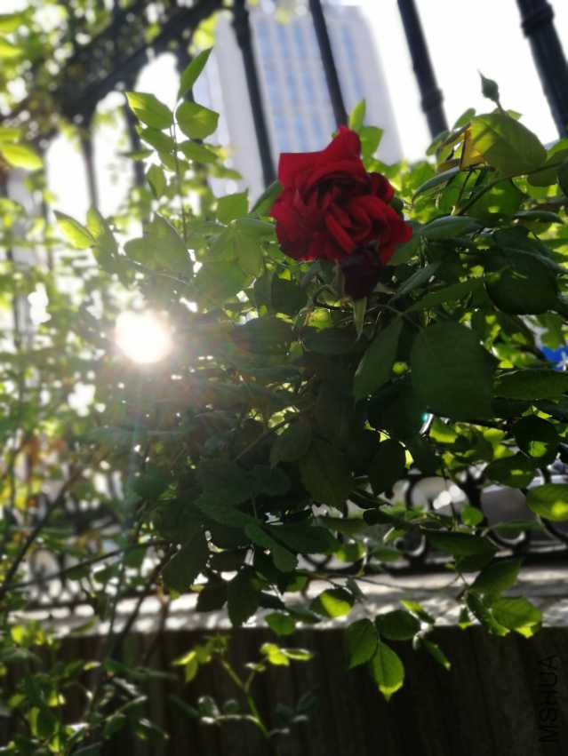IMG_20180409_072433.jpg
