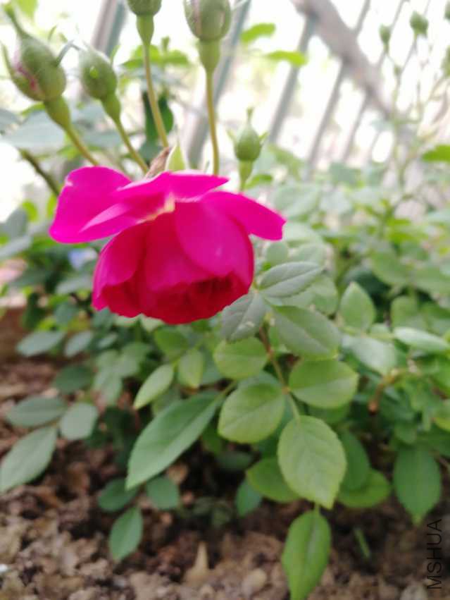 IMG_20180410_070308.jpg
