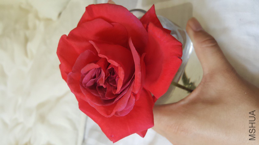 20180410_101233[1].jpg