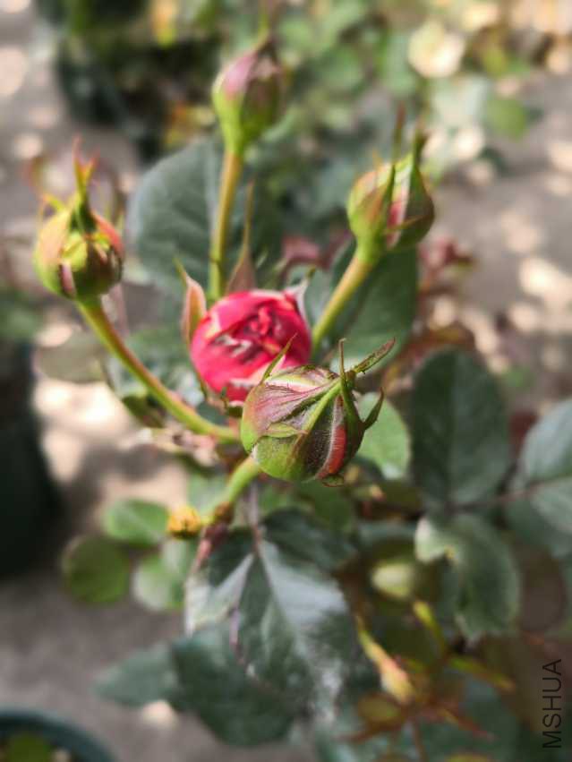 IMG_20180410_130333.jpg