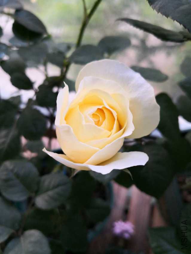 IMG_20180408_061507.jpg
