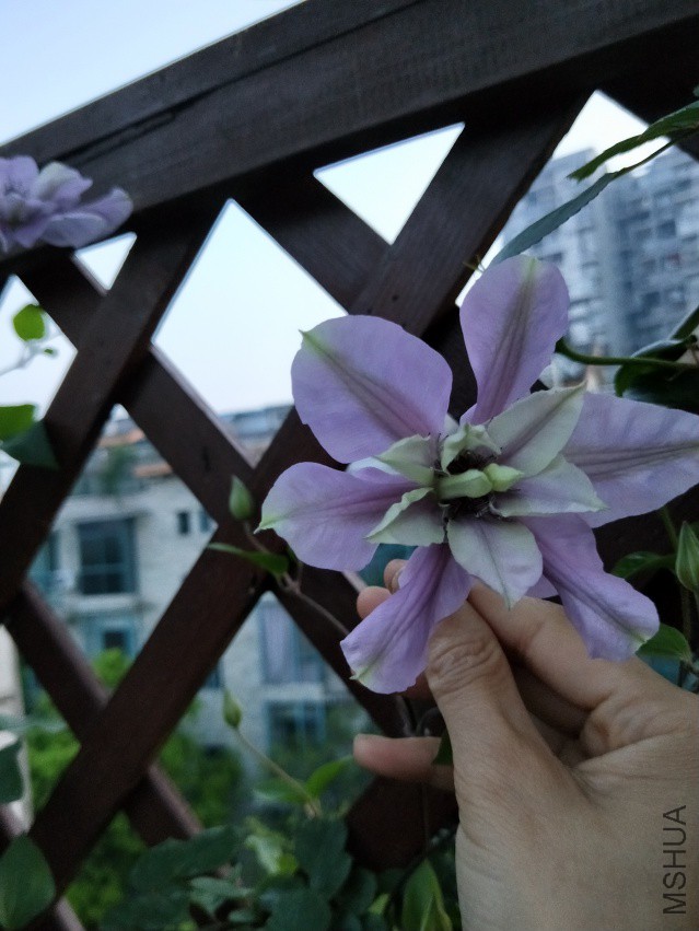IMG20180403065230.jpg