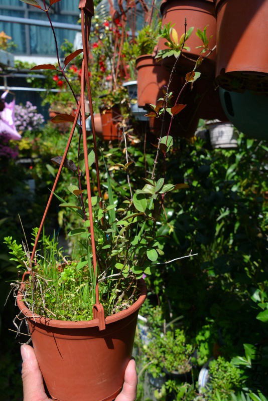 DSC_38820155.JPG
