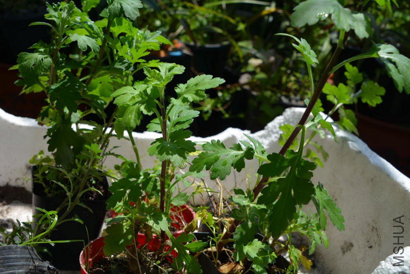 DSC_38210094.JPG