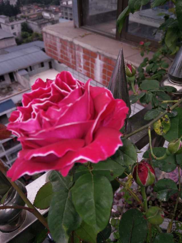 IMG_20180410_111901.jpg