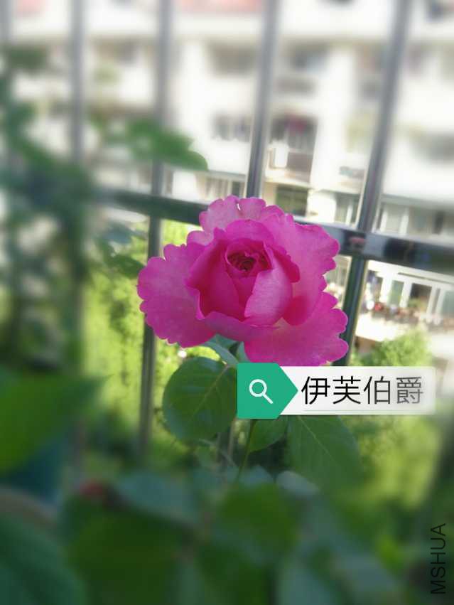 IMG_20180410_154432.jpg