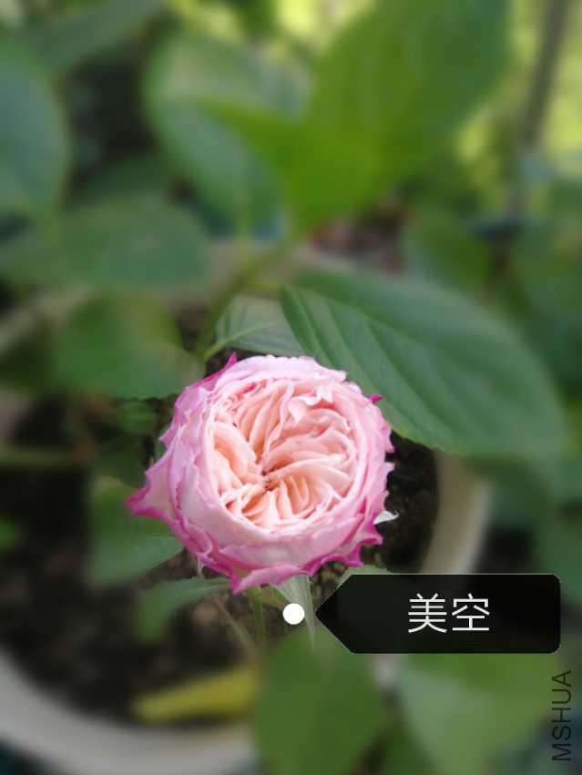 IMG_20180410_155015.jpg