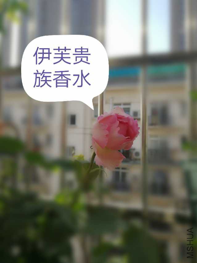 IMG_20180410_154553.jpg