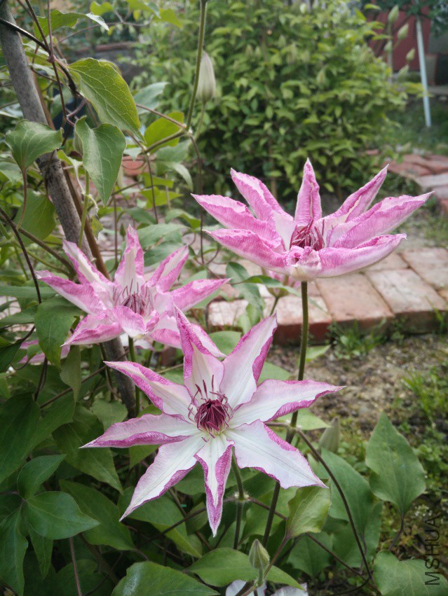 ΢��ͼƬ_20180410155537.jpg