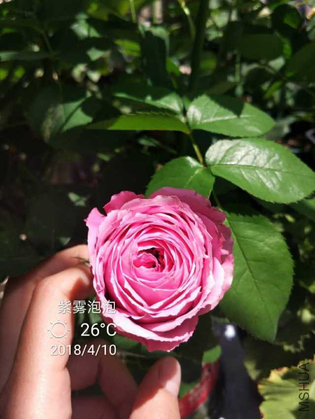IMG_20180410_163916.jpg