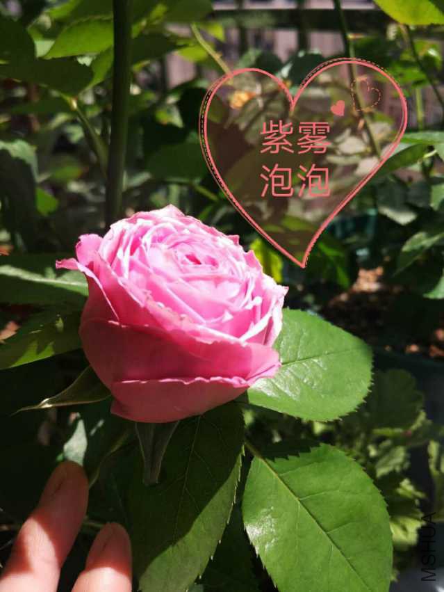 IMG_20180410_163834.jpg