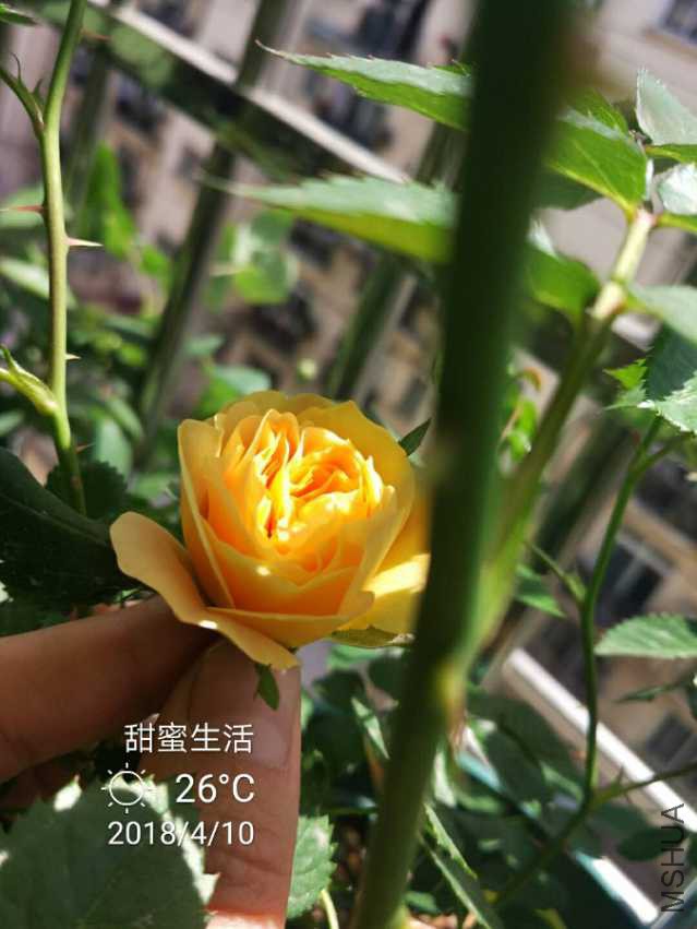 IMG_20180410_163858.jpg