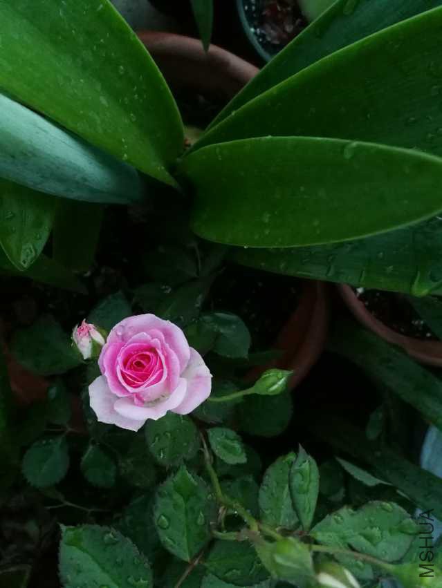 IMG_20180409_185232.jpg