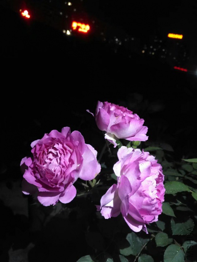 �췽ҹ̷